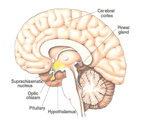 How The Pituitary Gland Is Damaged During a Brain Injury